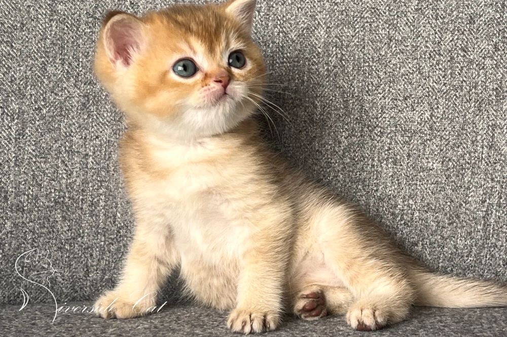 Skót állófülű macska - Black Golden Shaded színnel