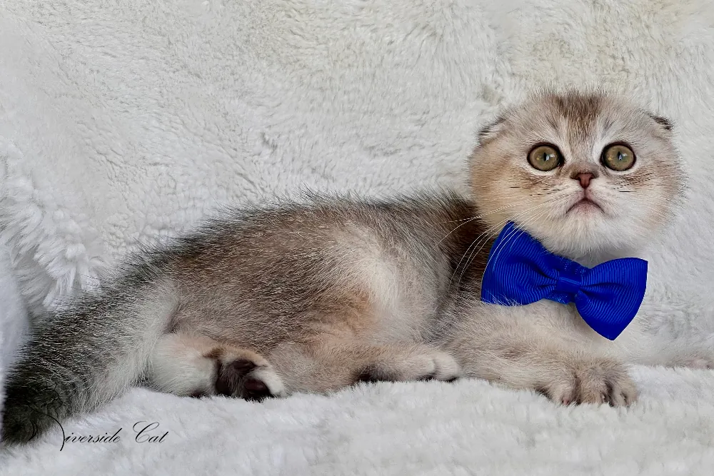 Skót lógófülű macska - Black Silver Ticked Tabby színnel