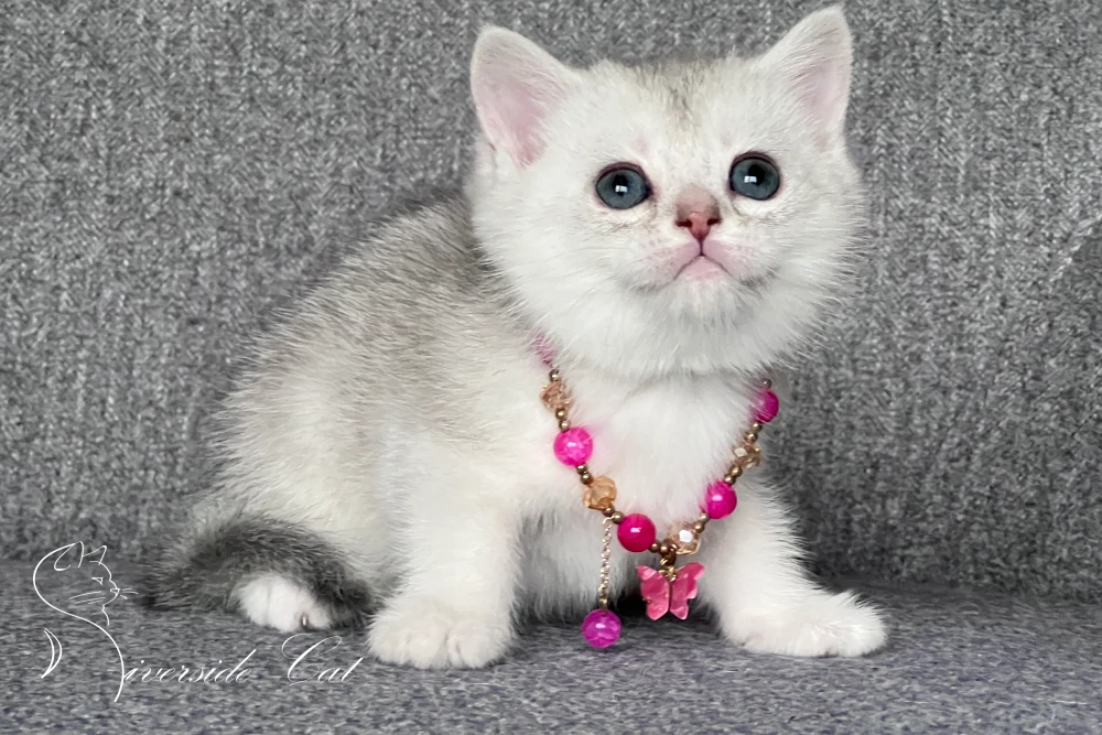 Brit rövidszőrű macska - Blue Silver Shaded színnel