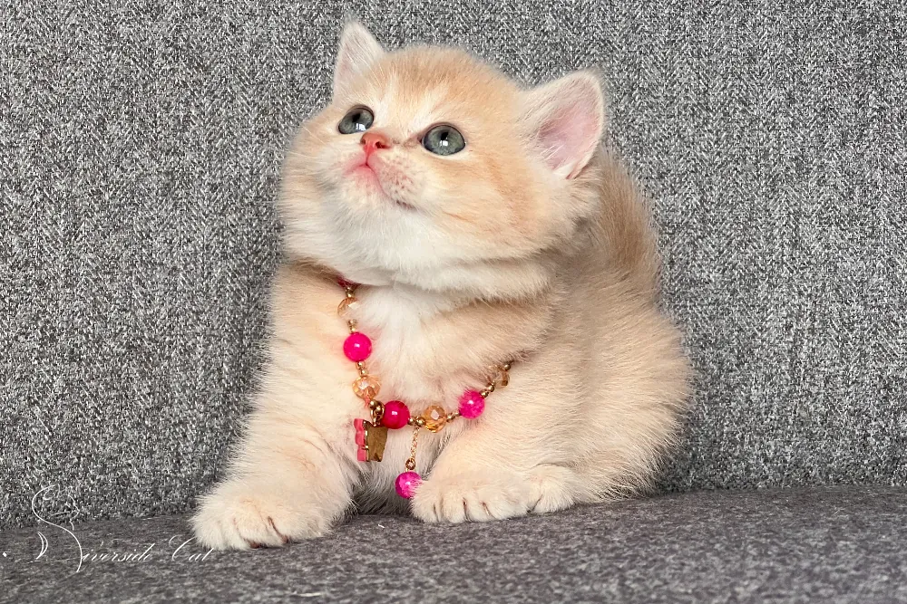 Skót állófülű macska - Lilac Golden Shaded színnel