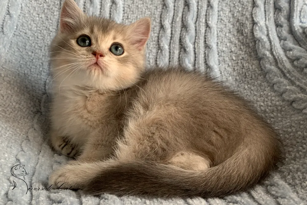 Brit macska - Blue Golden Shaded színnel