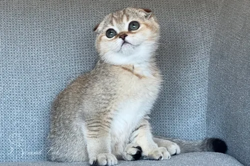 Skót lógófülű macska - Black Golden Shaded színnel