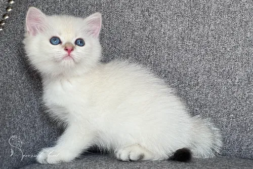 Brit macska - Black Golden Ticked Tabby Point színnel