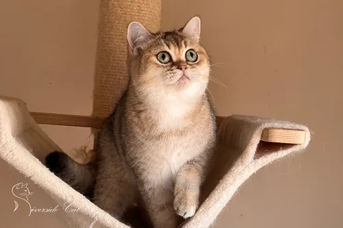 Brit macska - Black Golden Shaded színnel