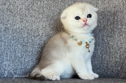 Skót lógófülű macska - Blue Silver Shaded színnel