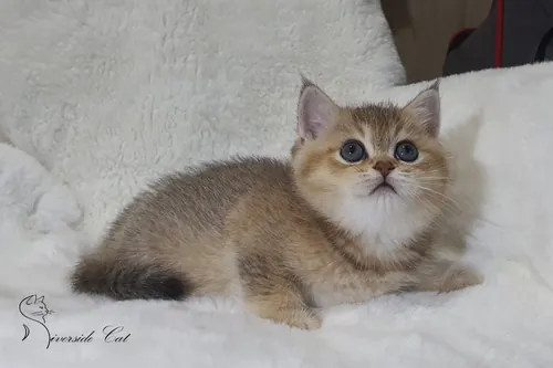 Skót állófülű macska - Black Golden Shaded színnel