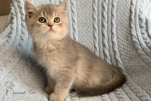 Brit macska - Blue Golden Shaded színnel