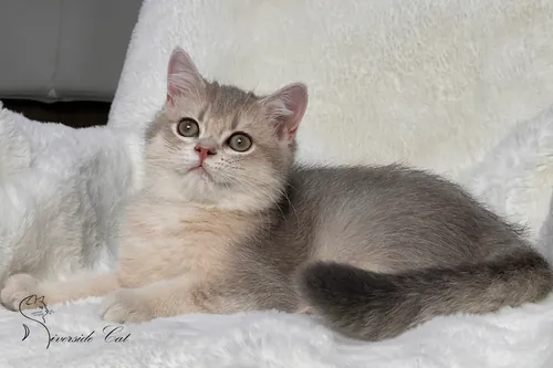 Brit macska - Blue Golden Shaded színnel