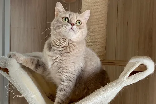 Skót állófülű macska - Lilac Spotted Tabby színnel