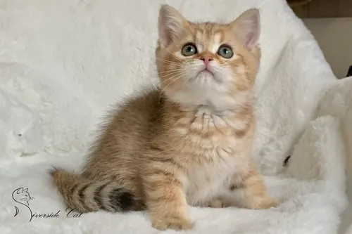 Brit macska - Black Golden Mackerel Tabby színnel