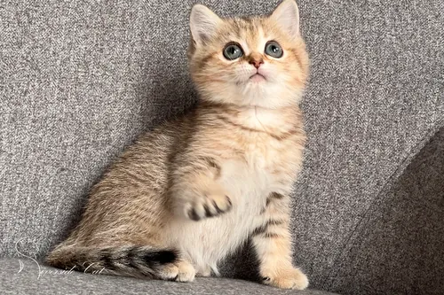 Brit macska - Black Golden Mackerel Tabby színnel