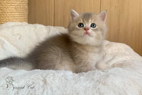 Brit macska - Blue Golden Shaded színnel