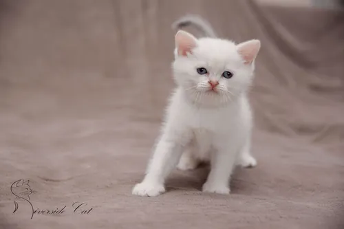 Brit macska - Blue Silver Shaded Point színnel