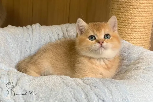 Skót állófülű macska - Black Golden Shaded színnel