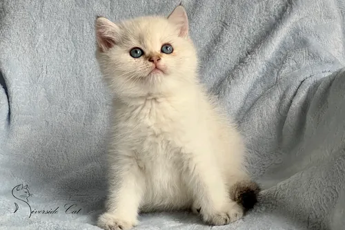 Skót állófülű macska - Black Golden Ticked Tabby Point színnel