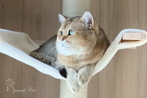 Brit macska - Black Golden Ticked Tabby színnel