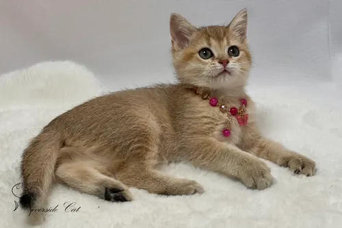 Brit macska - Black Golden Shaded színnel