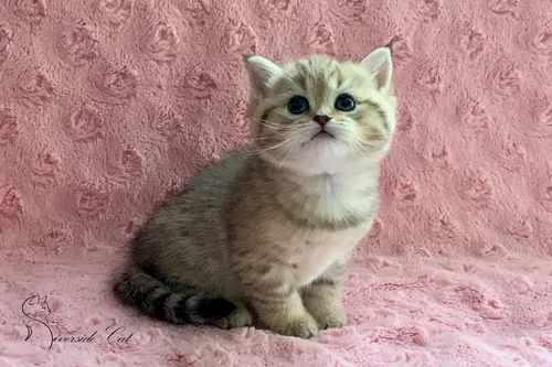 Brit macska - Black Golden Mackerel Tabby színnel