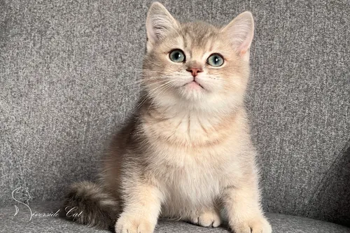 Skót állófülű macska - Blue Golden Shaded színnel