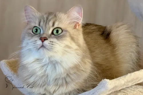 Brit macska - Blue Golden Shaded színnel