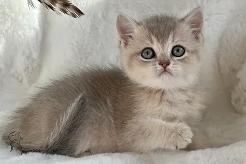 Skót állófülű macska - Blue Golden Shaded színnel