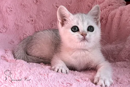 Brit macska - Blue Silver Shaded színnel