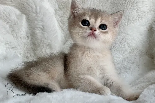 Brit macska - Blue Golden Shaded színnel