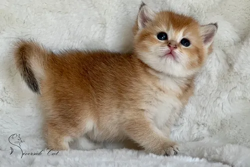 Skót állófülű macska - Black Golden Shaded színnel