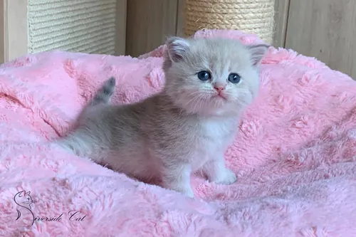 Brit macska - Blue Golden Shaded színnel