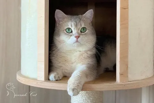 Brit macska - Blue Golden Shaded színnel