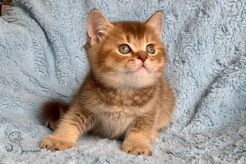 Skót állófülű macska - Chocolate Ticked Tabby színnel