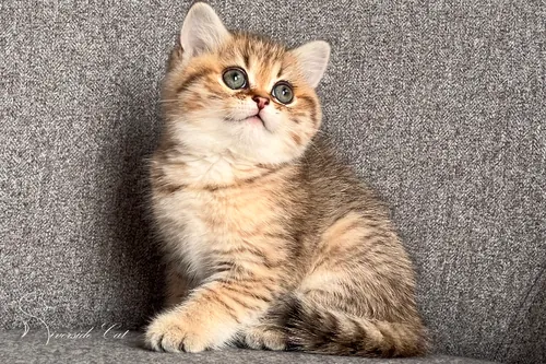 Brit macska - Blue Golden Mackerel Tabby színnel