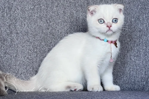 Skót lógófülű macska - Lilac Golden Tabby Point színnel