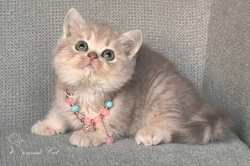 Skót állófülű macska - Blue Golden Mackerel Tabby színnel