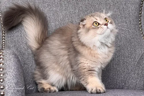 Skót lógófülű macska - Blue Golden Ticked Tabby színnel