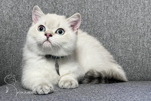 Skót állófülű macska - Chocolate Golden Tabby Point színnel