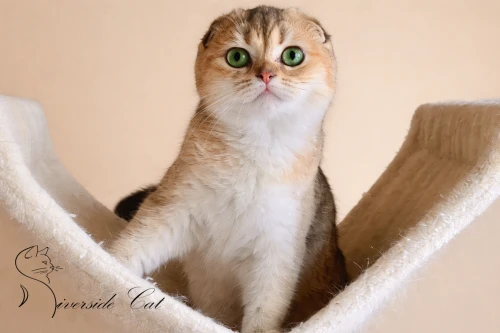 Skót lógófülű macska - Black Golden Shaded színnel