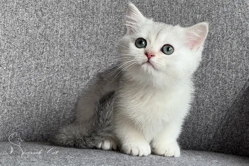 Brit macska - Black Silver Shaded színnel