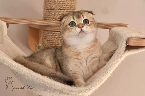 Skót lógófülű macska - Black Golden Shaded színnel