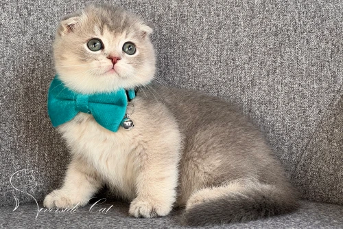 Skót lógófülű macska - Blue Golden Ticked Tabby színnel