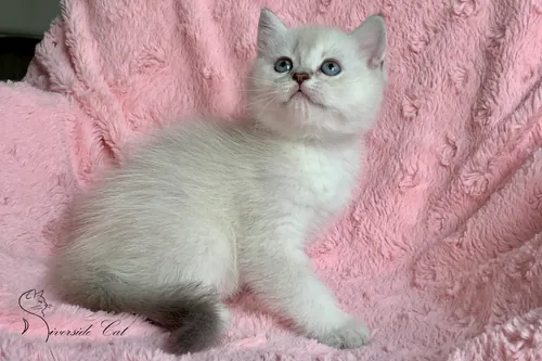 Skót állófülű macska - Blue Golden Shaded Point színnel