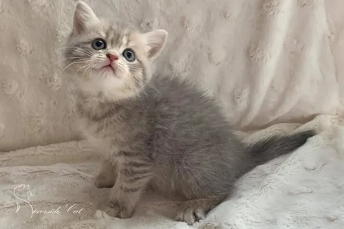 Brit macska - Blue Golden Shaded színnel