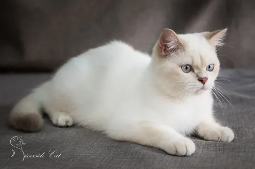 Brit macska - Lilac Golden Shaded Point színnel