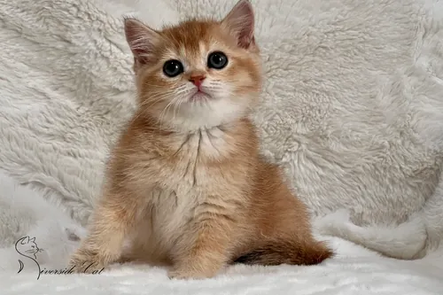 Brit macska - Black Golden Shaded színnel