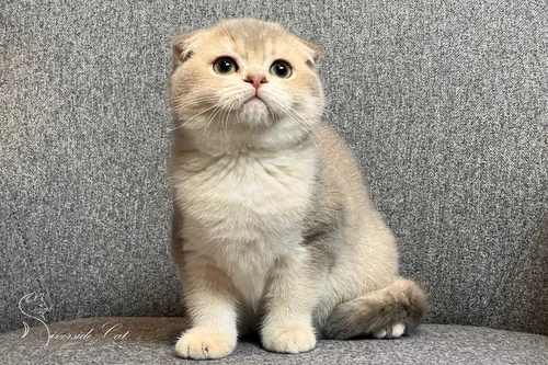 Skót lógófülű macska - Blue Golden Shaded színnel