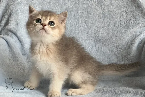 Brit macska - Blue Golden Shaded színnel