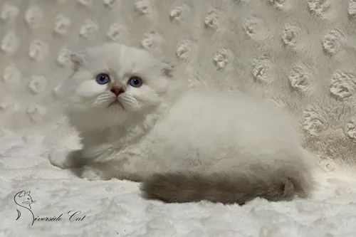 Skót lógófülű macska - Chocolate Golden Shaded Point színnel