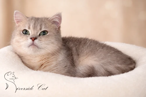 Skót állófülű macska - Blue Golden Mackerel Tabby színnel