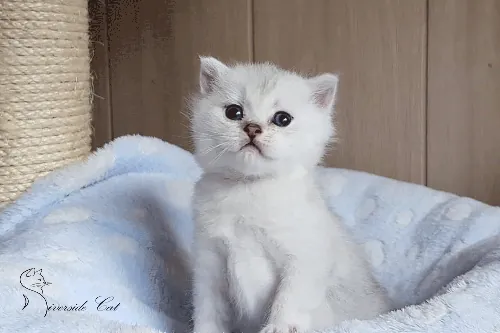 Brit macska - Black Silver Shaded színnel