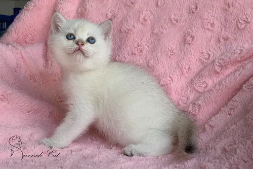 Skót állófülű macska - Black Golden Shaded Point színnel